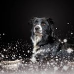 Nikolaus- Snack für Hunde Ein Rezept, drei Ideen Screenshot_20221203-165042_Instagram
