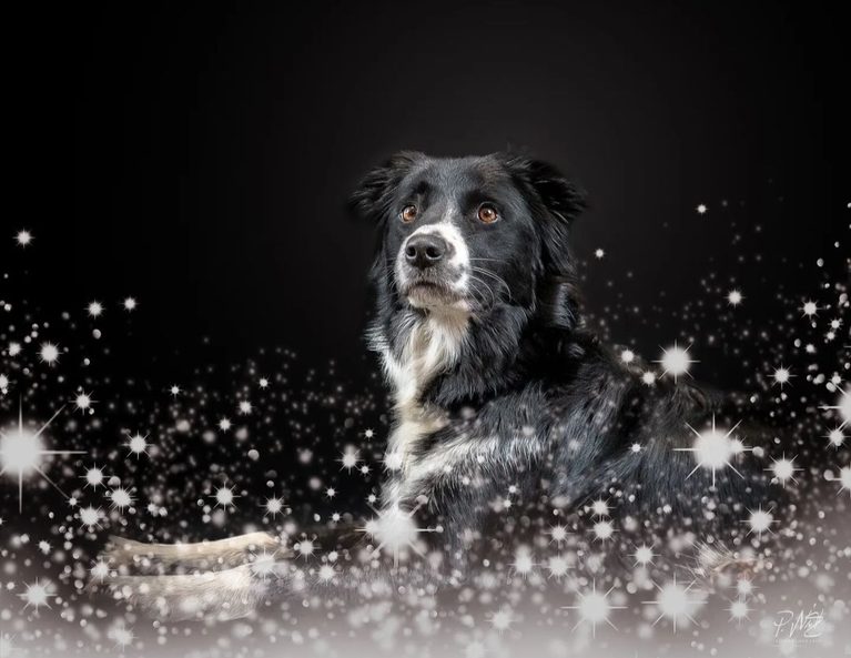 Nikolaus- Snack für Hunde Ein Rezept, drei Ideen