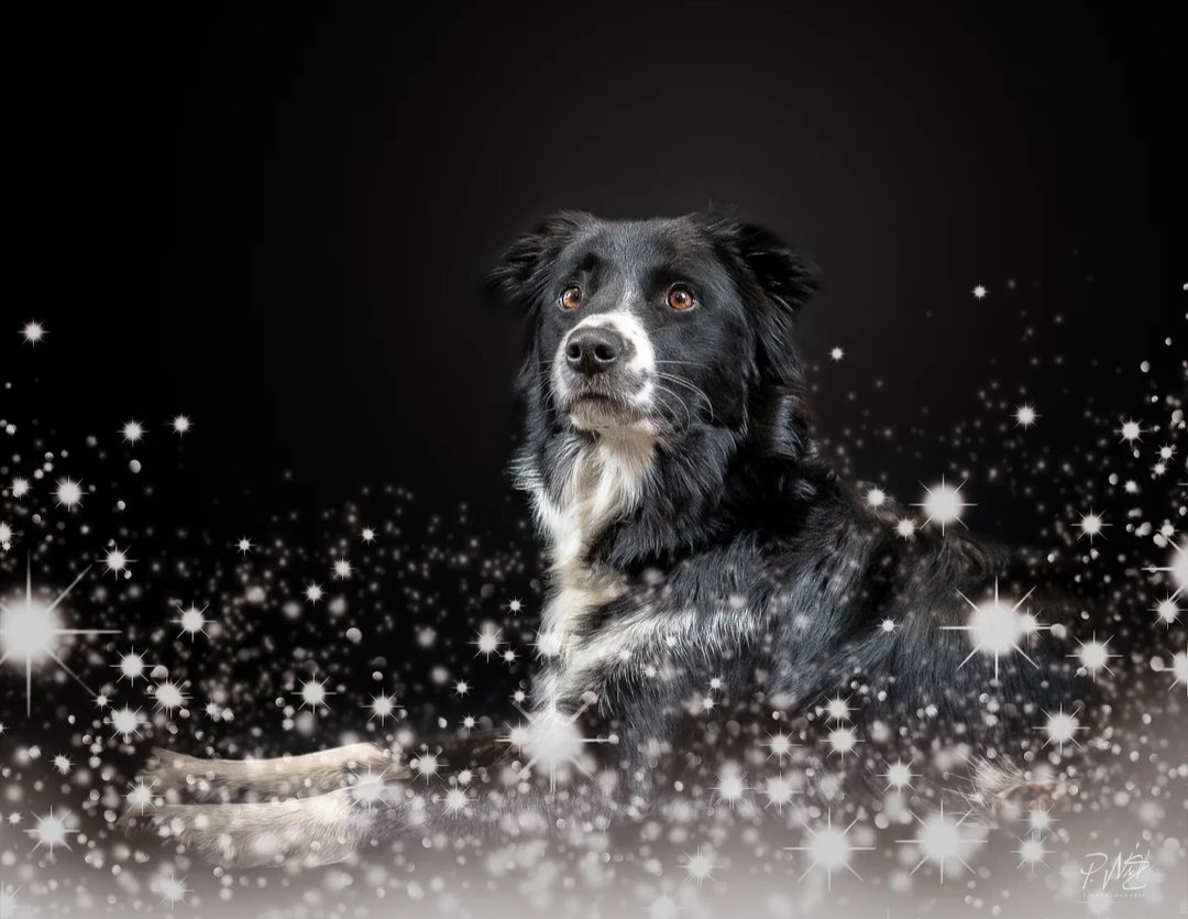 Nikolaus- Snack für Hunde Ein Rezept, drei Ideen