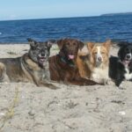 Sabrinas Hundewelt Drei Hunde mit unterschiedlichen Körpersignalen