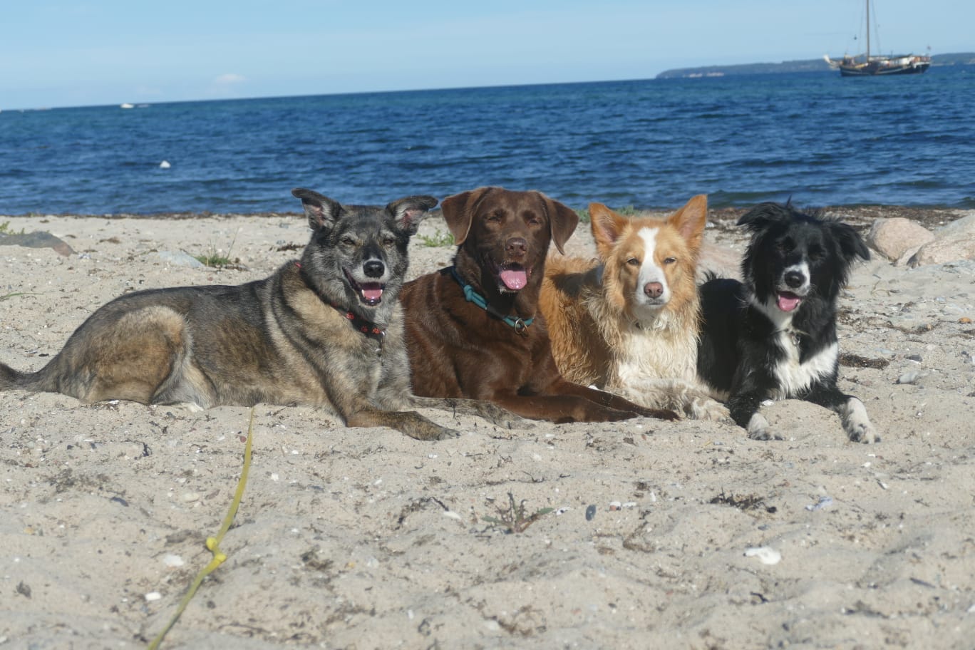 Drei Hunde mit unterschiedlichen Körpersignalen