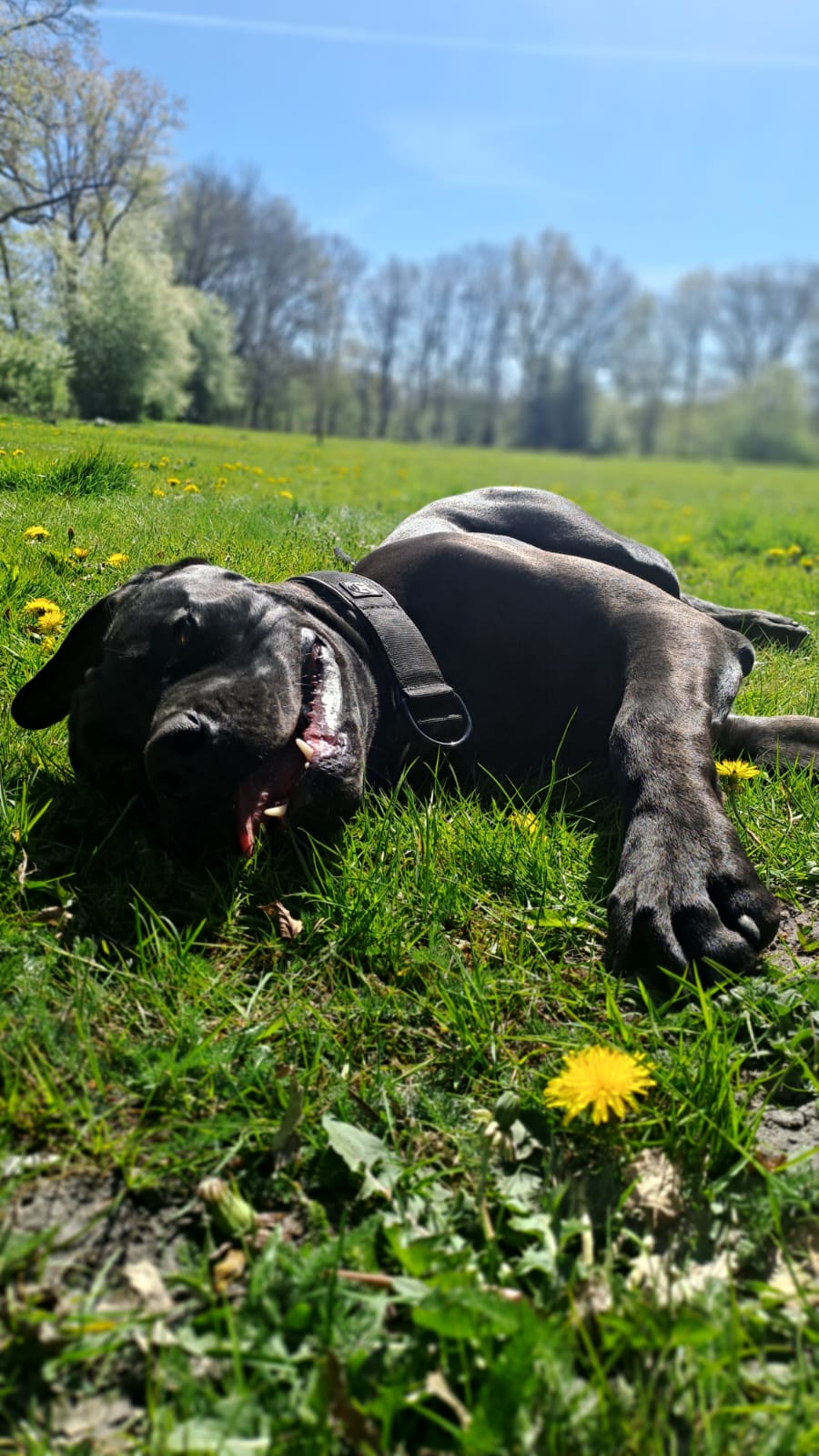 Entspannter Alltag mit Hund