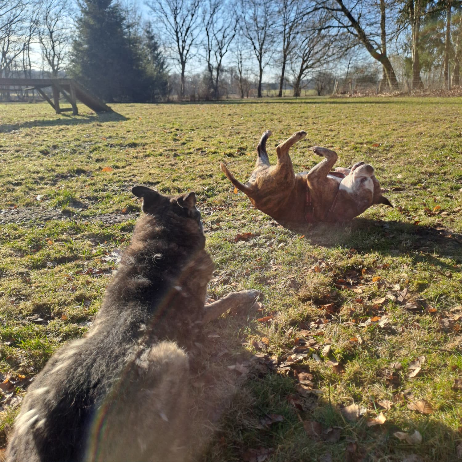 Welpen und Junghunde