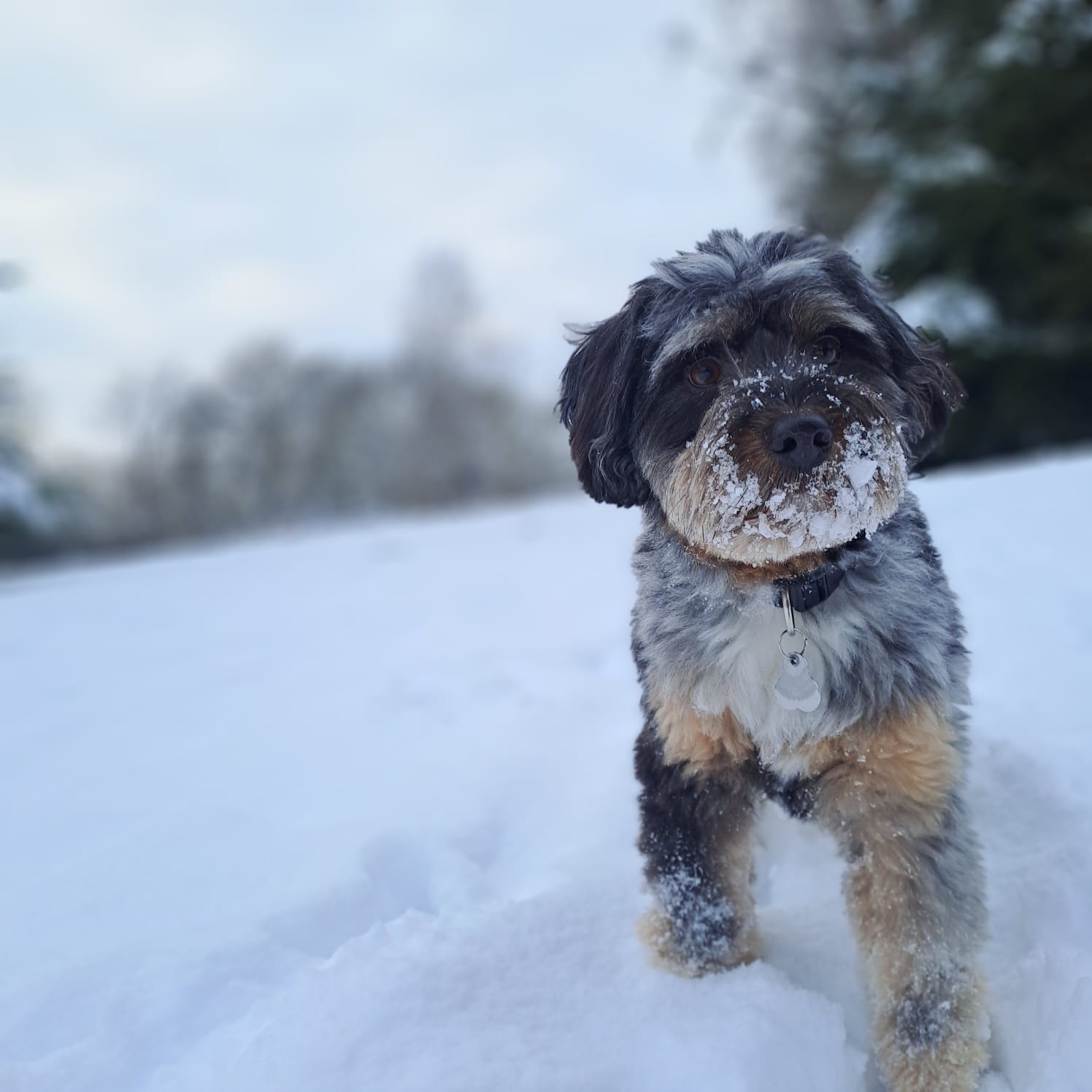 Mit deinem Hund durchs Jahr