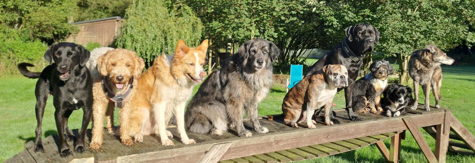 Hundegruppe von Sabrinas Hundewelt