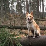 Tagensauflug mit Hund 20180724_071547