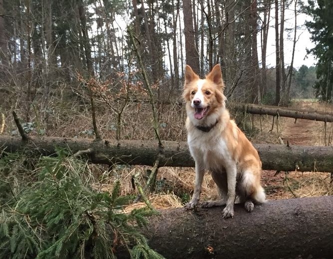 Tagensauflug mit Hund
