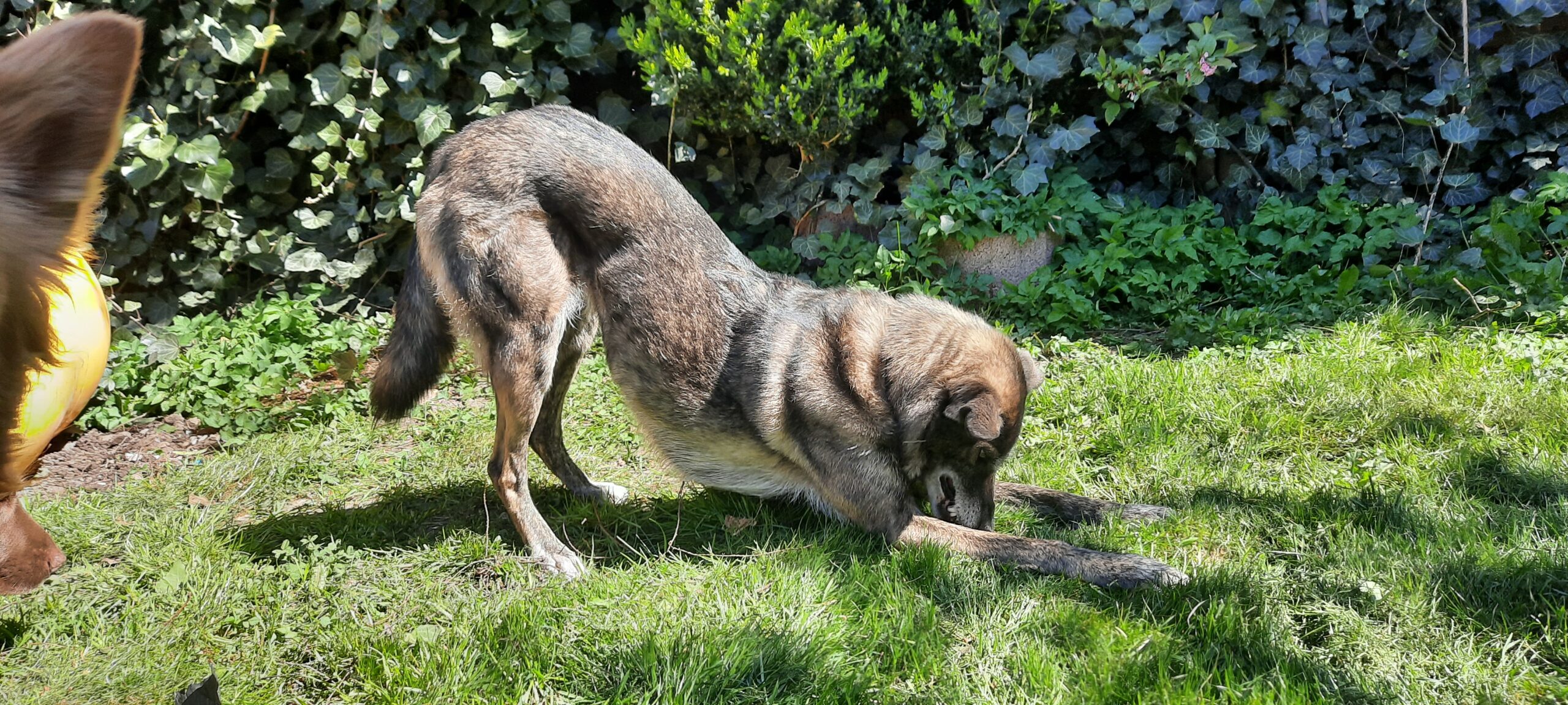 Hundetrick: Diener / Verbeugen
